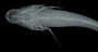 Typhleotris madagascariensis FMNH 116495 x-ray dorsal head